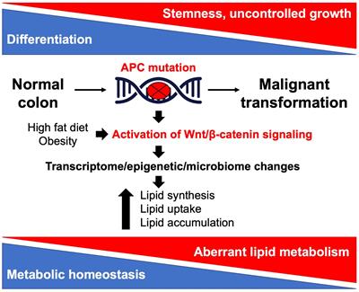 Altered lipid metabolism in APC-driven colorectal cancer: the potential for therapeutic intervention